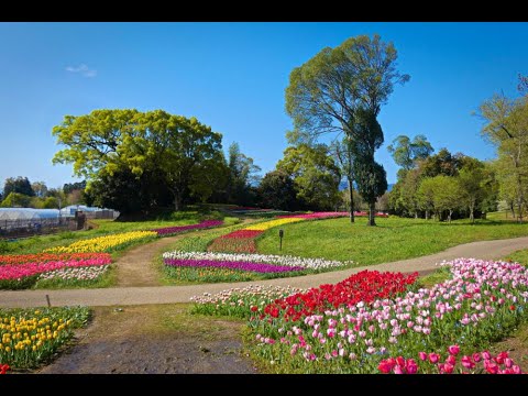 馬見丘陵公園の桜とチューリップ 2024.04.10