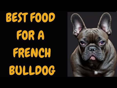 Best Food For A French Bulldog