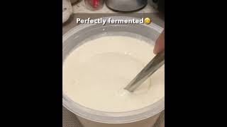 Perfectly fermented Idly Dosa batter in Winter #fermented #idlydosabatter #shortsyoutube