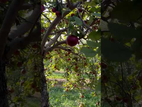 Under an Apple tree 🍎#shortsviral #shortsfeed #nature #fruit #fruitslice #fruitcuting