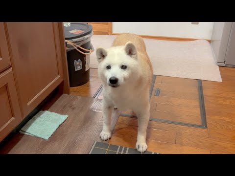 お菓子作りの甘い香りに誘われ、ウルウルした瞳でこちらを見上げる鬼可愛い柴犬