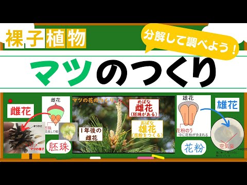 【観察】マツのつくりを調べて裸子植物の特徴を勉強しよう！