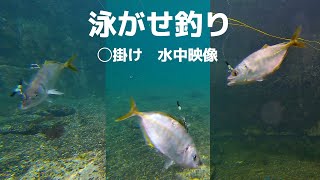 【ぶっこみ泳がせ釣り】水中動画　ヒラメ・マゴチ・青物　［各餌掛けによる動き方］