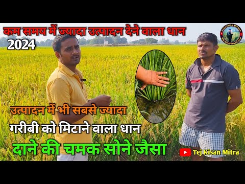 धान की सबसे अच्छी खेती कम समय में #trending #धान #दामिनी गोल्ड #धान की खेती #agriculture #1401धान