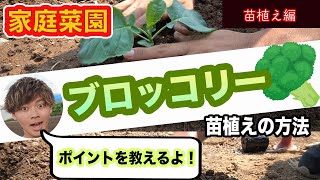 【ブロッコリー】苗の植え方　方法とポイント　キャベツも一緒です！