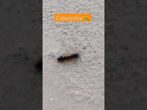 Fast & Furious Caterpillar 🐛