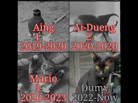 All my pets😔🕊️ #stickman44 #edit #whereareyounow #pets #sad #cat #bird #death #mypet #mycat