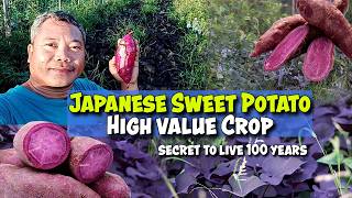 Rare and High Value, Japanese Sweet Potato and Jujube