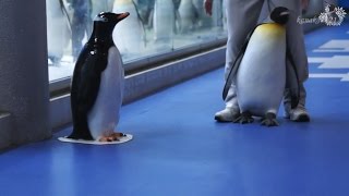 AWS 帰りたくないと駄々をこねるキングペンギン