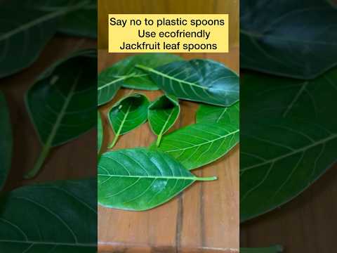 jackfruit leaf spoons #handmade #ecofriendly #biodegradable #Easy #sustainability #viralvideo