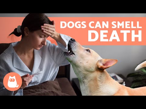 Can DOGS PREDICT DEATH In PEOPLE? 🐶💀 How Dogs Know We're Dying