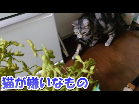 猫が嫌いなもの（アメリカンショートヘア）