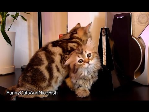 Tamer of metronome | Funny Cats