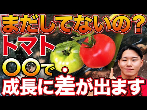 【これ知らないとやばいです】トマト栽培で今の時期必ずやって欲しい下葉取りのタイミングとやり方について