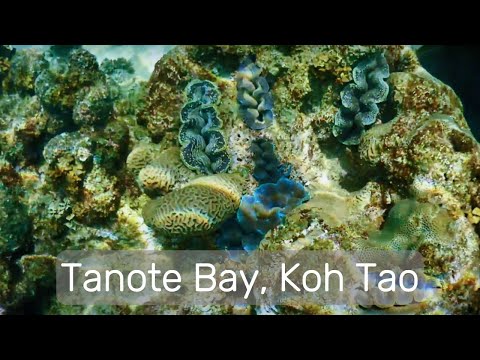 [4K] Snorkeling at Tanote Bay - Koh Tao