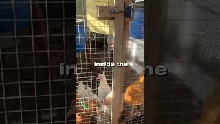 Raising chickens in urban areas #chicken #shorts