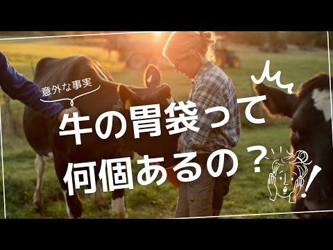 牛の胃袋って何個？驚きの消化システムを徹底解説！