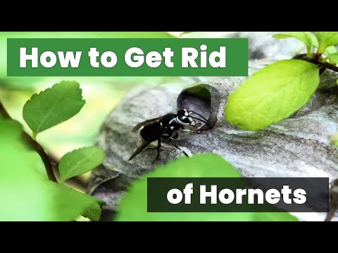 Effective Ways on How to Get Rid of Hornets Fast at Home