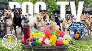 Videos for Dogs to Watch 🐶 Dog TV: Daycare Entertainment for Your Dog to Reduce Stress & Anxiety