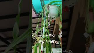 猪笼草与蚂蚁大战part 1,一大早的蚂蚁爬满了猪笼草的叶子笼子，最后它们都去那里了