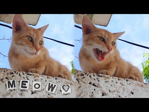 Hungry Stray Cat Meowing | Cat Sound Meow | Cat Voice