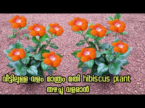 കുഴച്ചെടുത്ത മണ്ണിൽ hibiscus plant അതിവേഗം വേരു വരും ഈ വിദ്യ അറിയാതെ# Kerala garden ideas