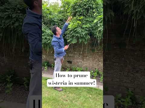 How to prune your wisteria #gardening #flowers #prune