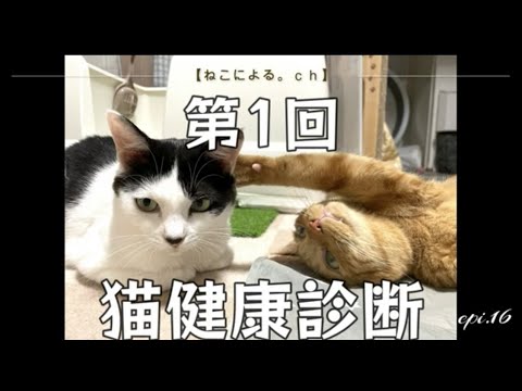 第１回猫健康診断【ねこによる。ｃｈ　epi.16】　元野良猫｜保護猫｜猫の健康診断