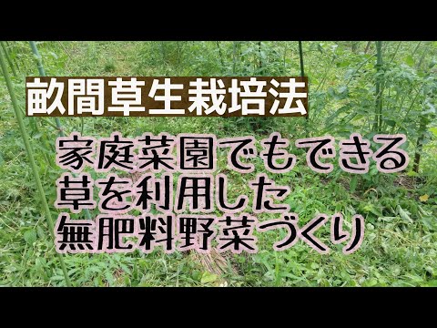 【畝間緑肥栽培法】小さな家庭菜園でも緑肥を栽培しながら野菜を育てる方法