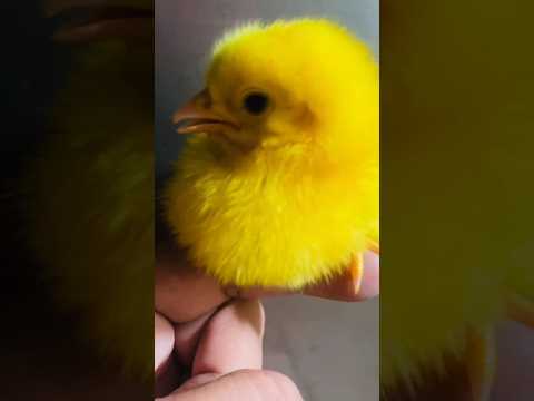 Hen "Born" Sound #wildbirdlife #birds #shorts #trending #video #viralreels