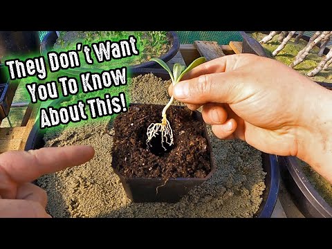 Bagged Soil & Media Companies Don't Want You To Know About This Amazing Plant Starting Alternative!