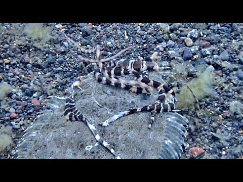 [タコ vsトゲダルマガレイ] 捕食シーン(⁠☉⁠｡⁠☉⁠)⁠! 捕食されるのはどっち？Octopus vs flounder Predation scene