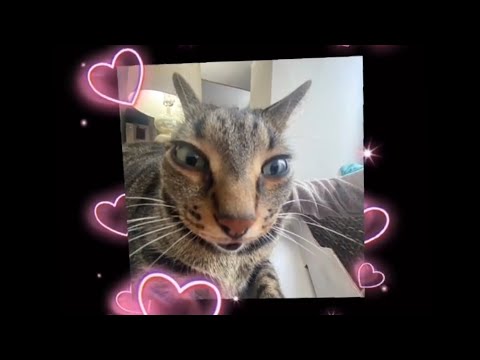 SUGAR CRASH MEME WITH CATS TIKTOK COMPILATION