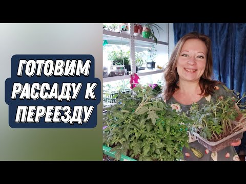 КАК ПОДГОТОВИТЬ РАССАДУ К ПЕРЕЕЗДУ БЕЗ ПОТЕРЬ 🌱🌱🌱 САД ДЛЯ ДУШИ 2022