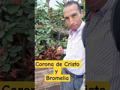 Corona de Cristo y Bromelia