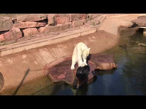 Ice Bear Playing With Tire