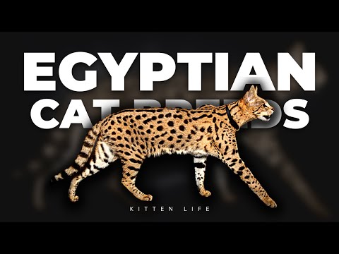 Feline Pharaohs: The Egyptian Cat Breeds