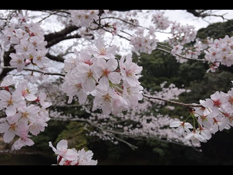 吾平山上陵参拝(2021.3.20)