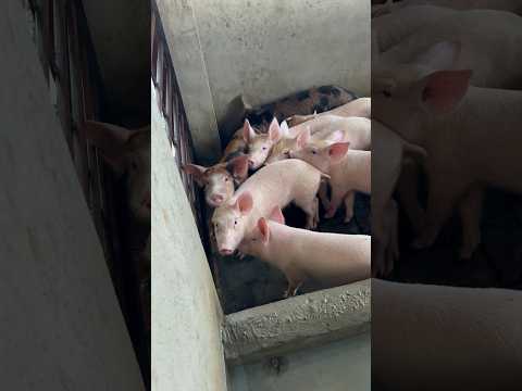 pig farming #pig #trendingvideo #animals