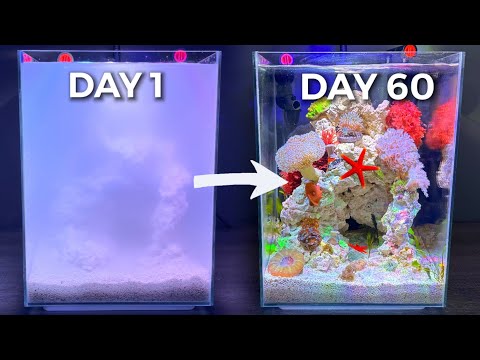 Building a Slice of the Ocean, Nano Reef Tank Build