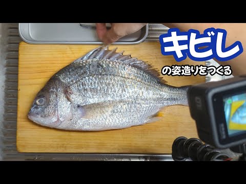 キビレ（キチヌ）の姿造りをつくった🐟#キビレ #キチヌ #姿造り