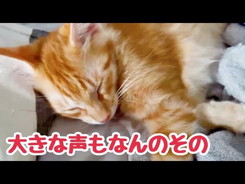 電話中の主の大きな声の中でも爆睡できる子猫 冬支度始めました