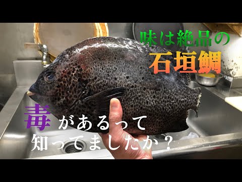 知る人ぞ知る絶品魚"石垣鯛"は【毒あり要注意】な魚　でも刺身で食べると極上の味わいです