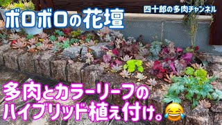 【多肉植物】☀️ボロボロの花壇　多肉とカラーリーフのハイブリッド植え付け。