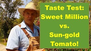 A Taste Test Comparison: Sweet Million Cherry vs Sun-gold Cherry Tomato!