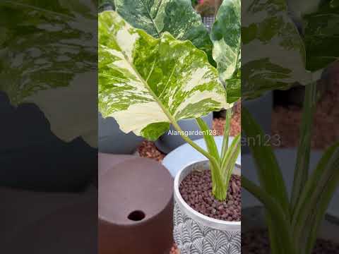 Alocasia albo | how to protect your indoor plants from loosing variegation