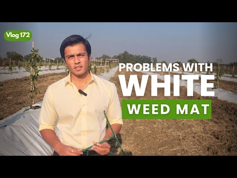 Problems with installing White Weed Mat | Indo Israel Avocado Vlog 172 | +91-6268643227