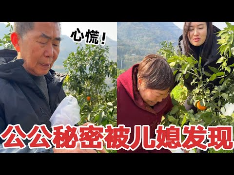 Grandpa picked oranges for his grandson to eat  only to be discovered by his daughter-in-law and tu