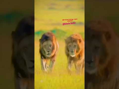 Walking like a lion| Walking video| #shortsvideo #walkingvideo #lion #walking #viralshorts