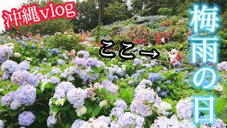 【沖縄vlog】本部町・6月の「よへなあじさい園」が見応えがあった/なまり方言そのまま【梅雨の日の楽しみ】